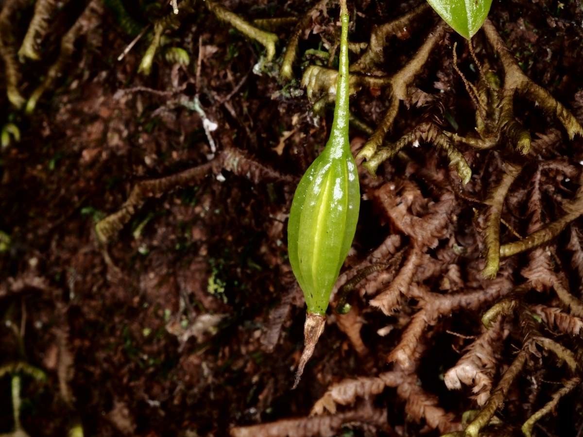 Bulbophyllum aphanopetalum bark