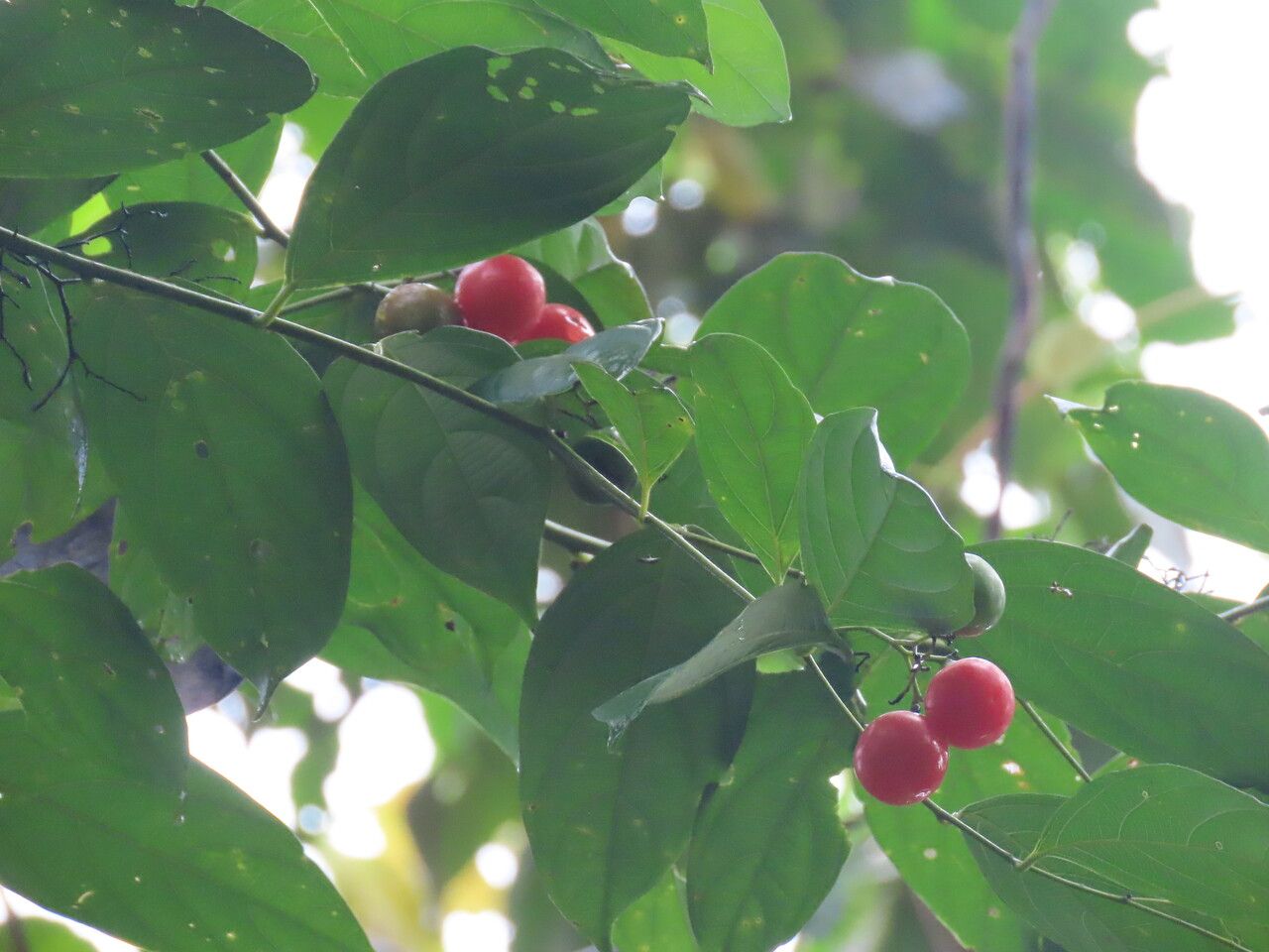 Cordia lucidula fruit