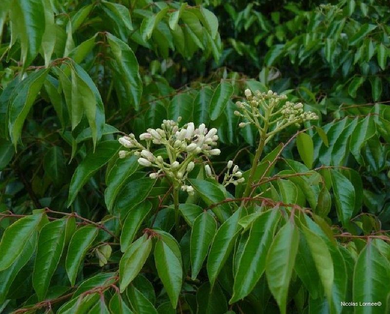 Murraya crenulata habit