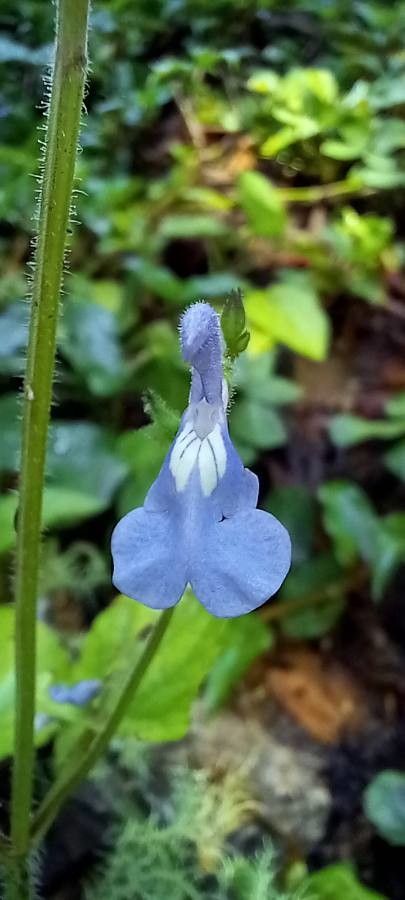 Salvia costaricensis — houseplant care guide