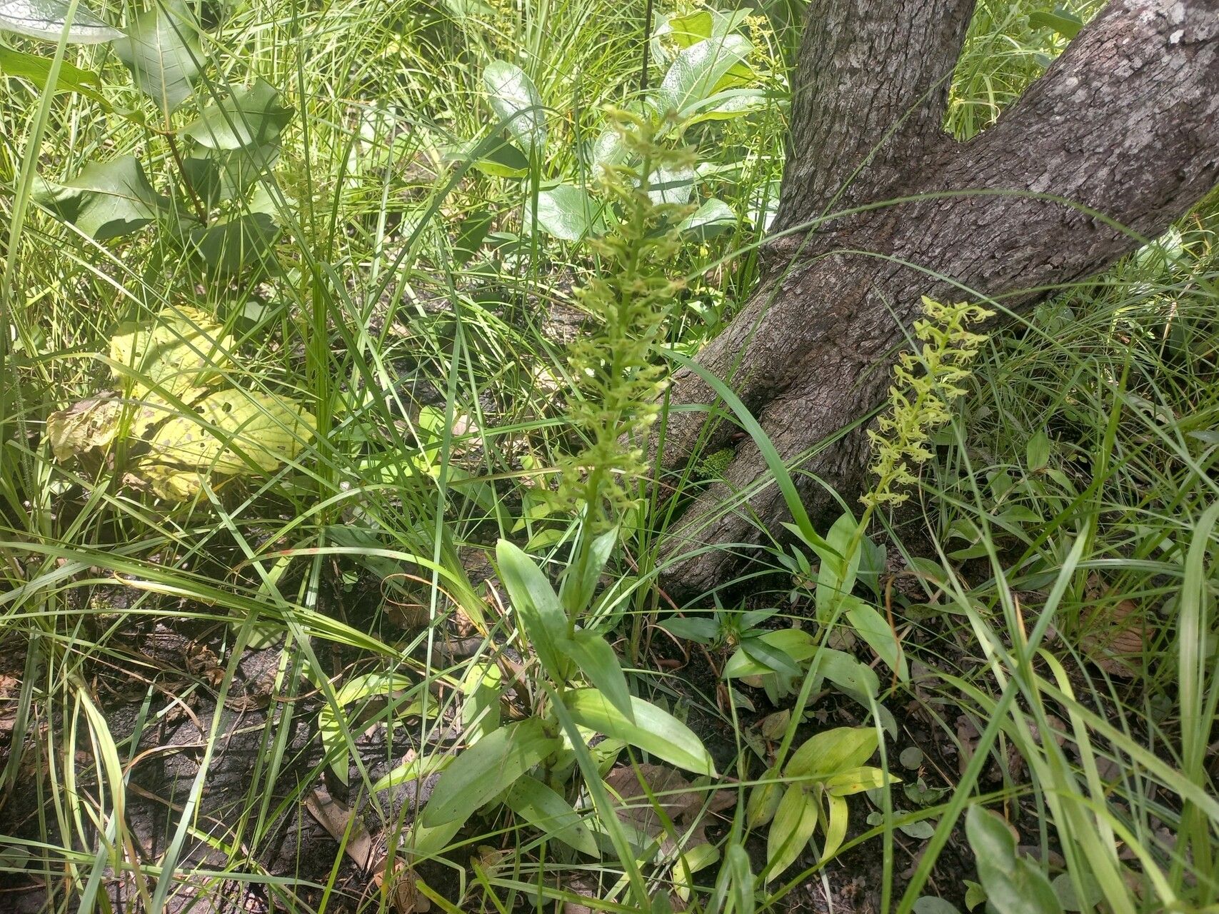 Habenaria uhehensis habit