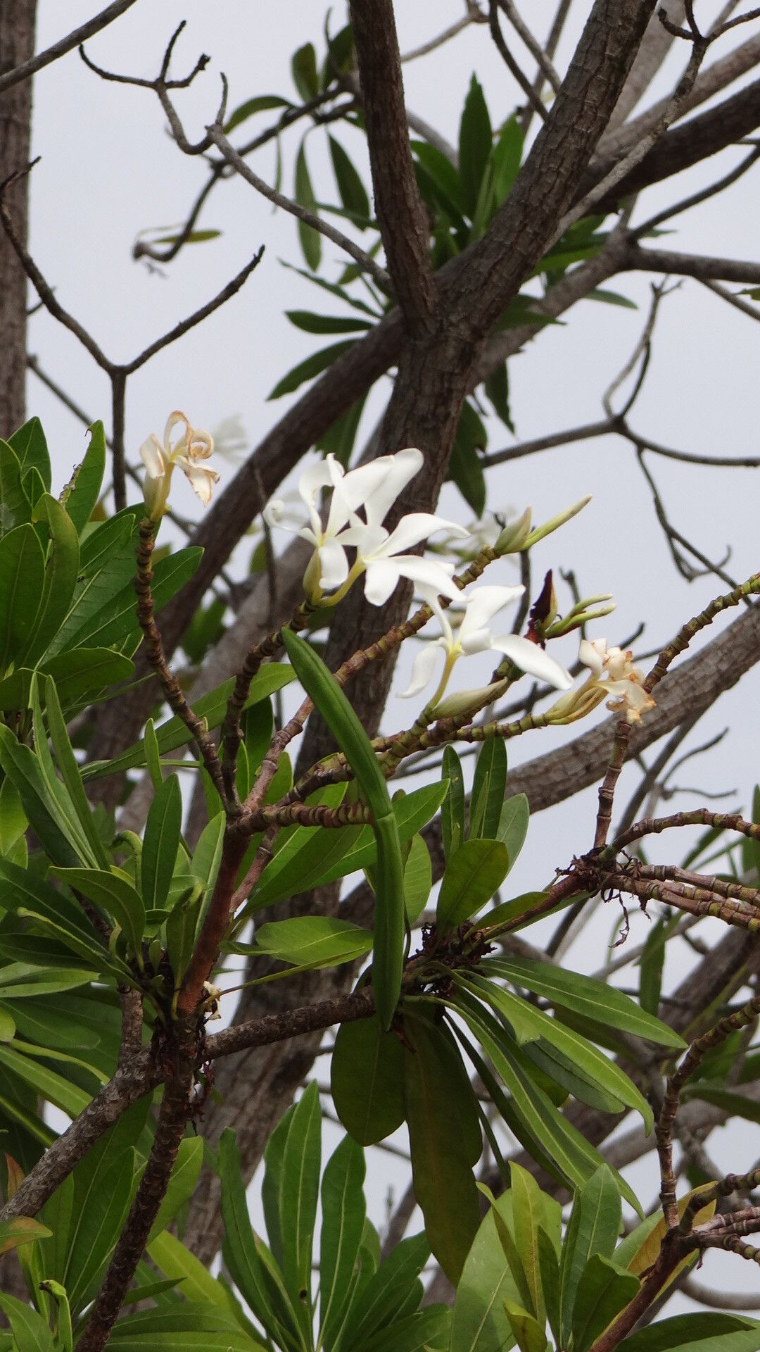 Himatanthus phagedaenicus — search result for 'Himatanthus'