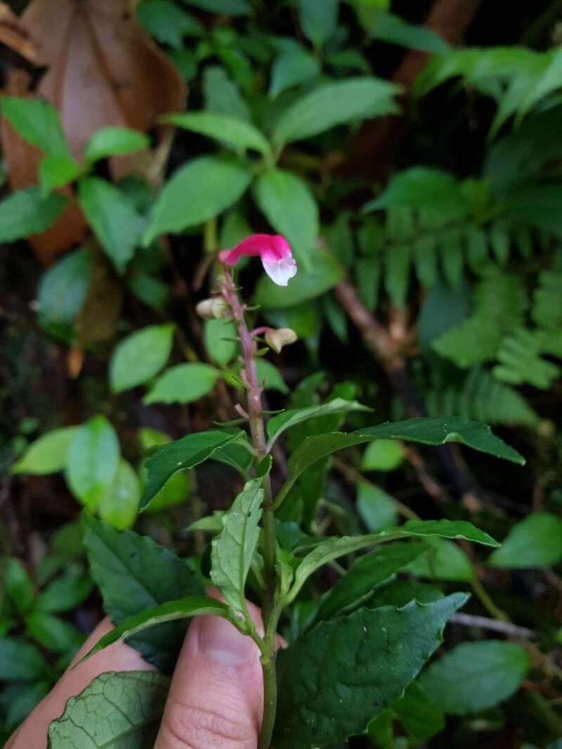 Scutellaria isocheila flower