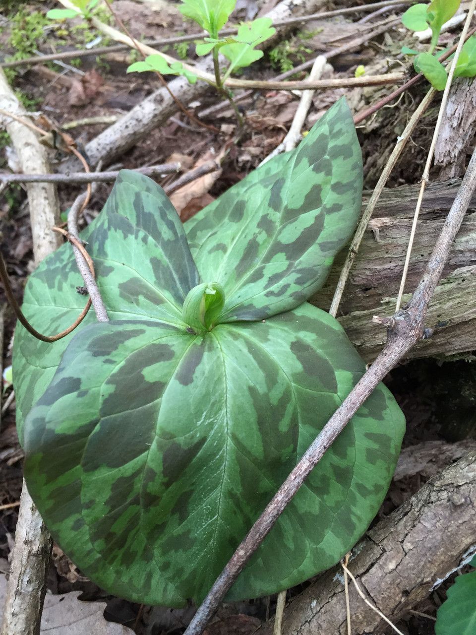Trillium sessile habit