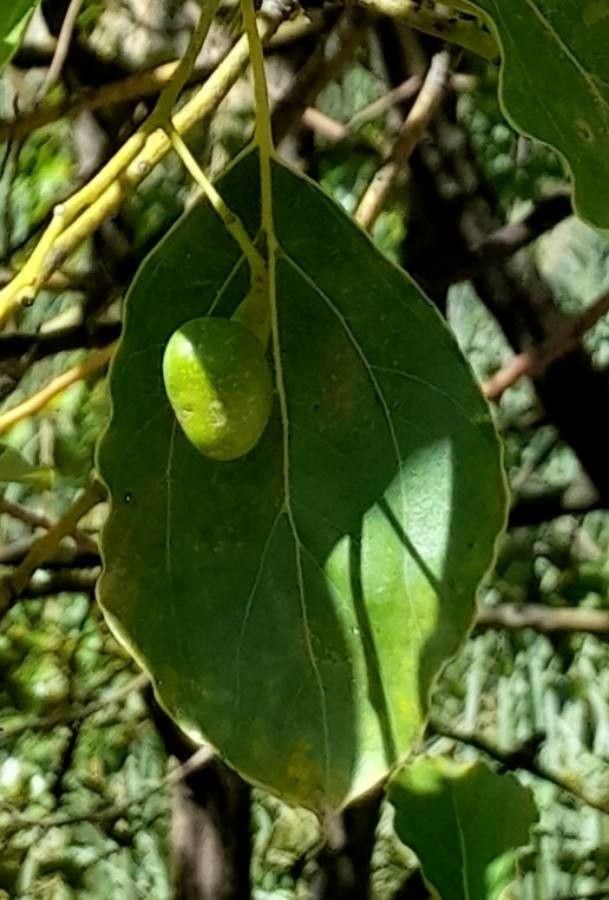 Cinnamomum glanduliferum fruit