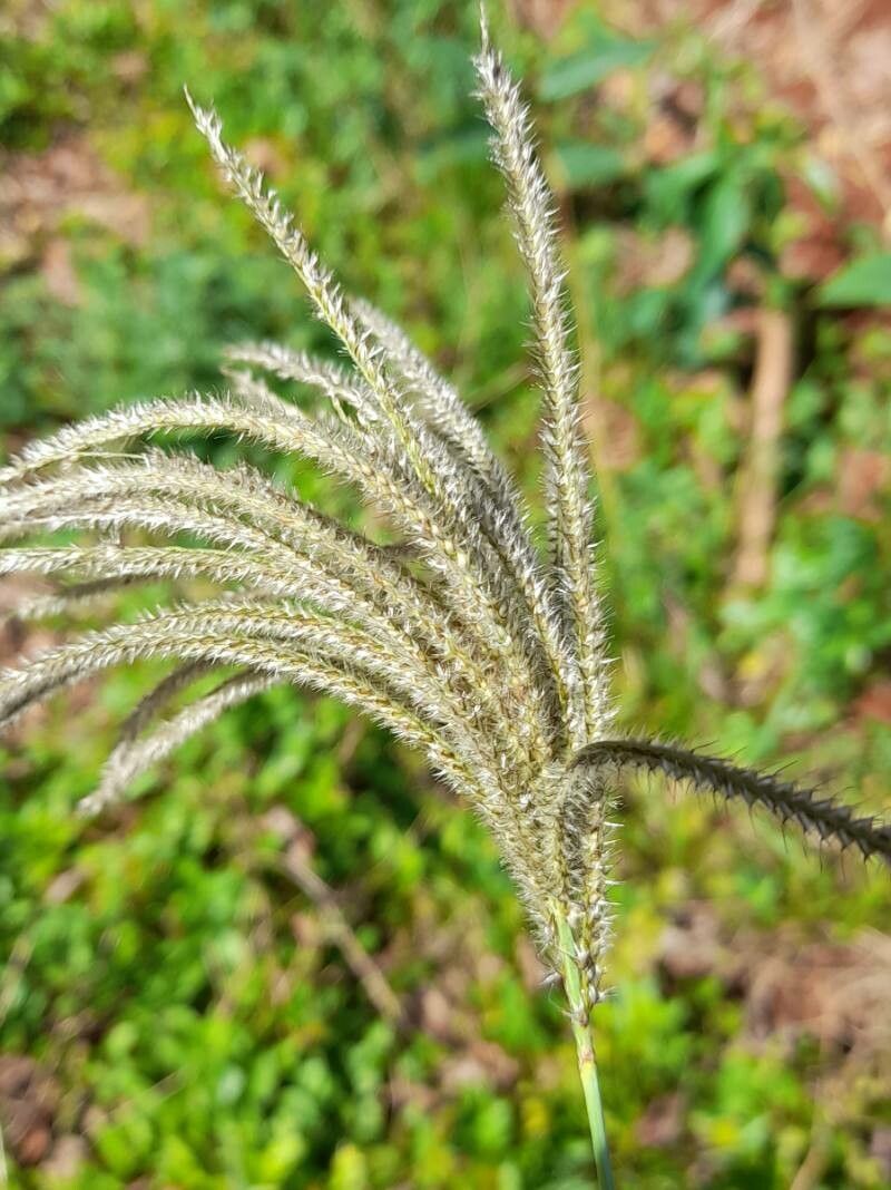 Stapfochloa elata flower