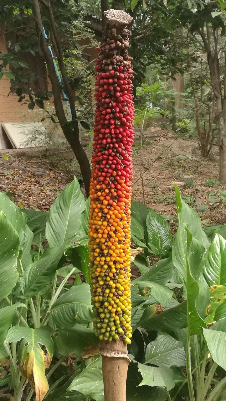 Amorphophallus paeoniifolius fruit