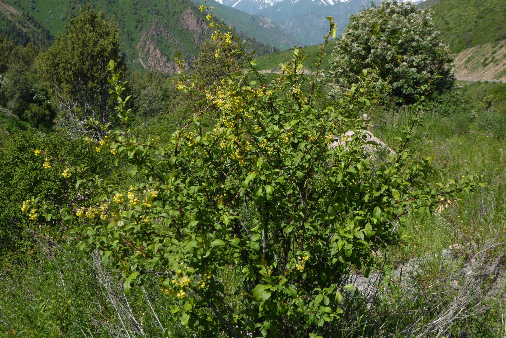 Berberis heteropoda — houseplant care guide