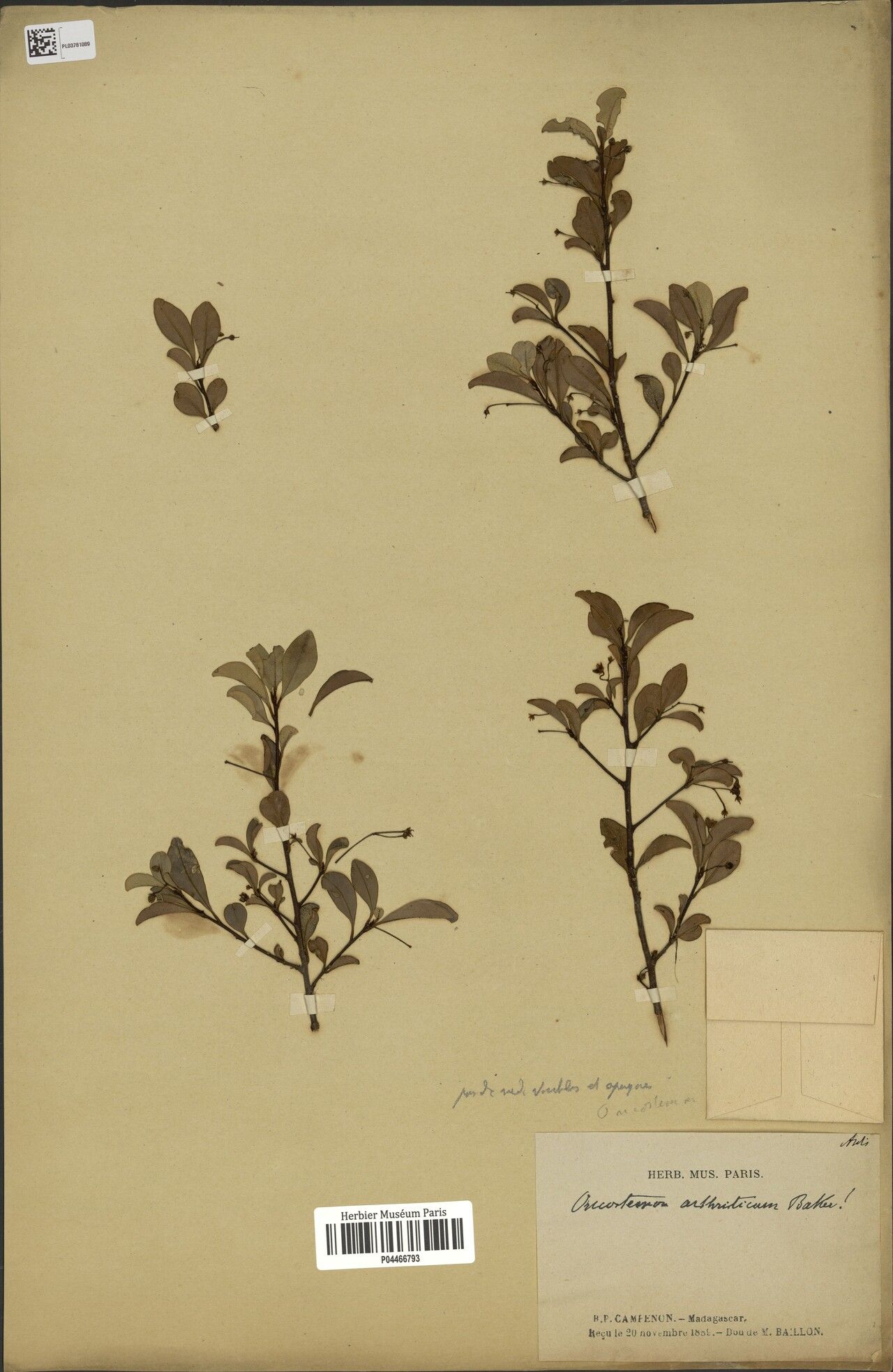 Oncostemum arthriticum — related species from the same genus