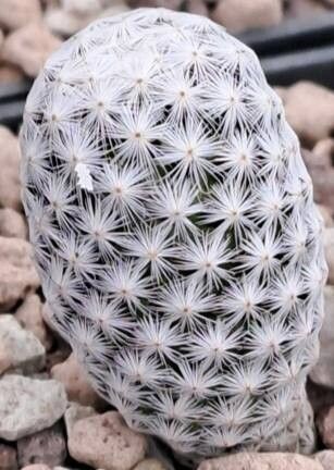 Mammillaria albiflora leaf