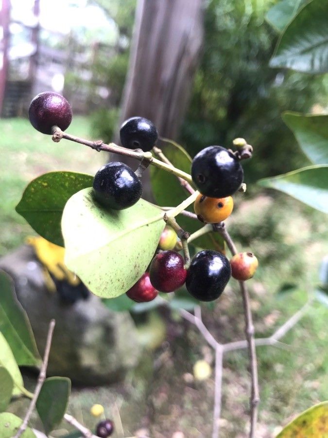 Calyptranthes pallens fruit