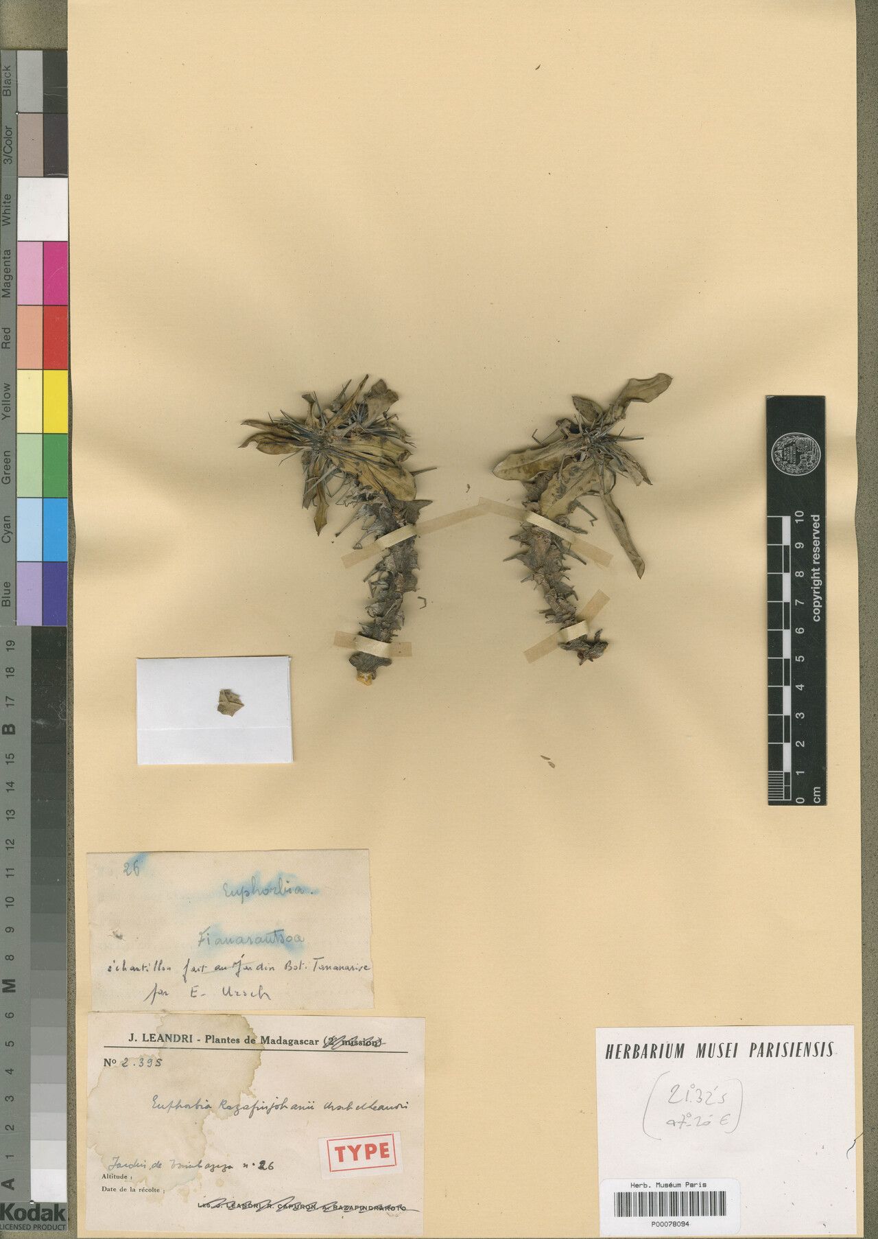 Euphorbia razafinjohanyi — houseplant care guide