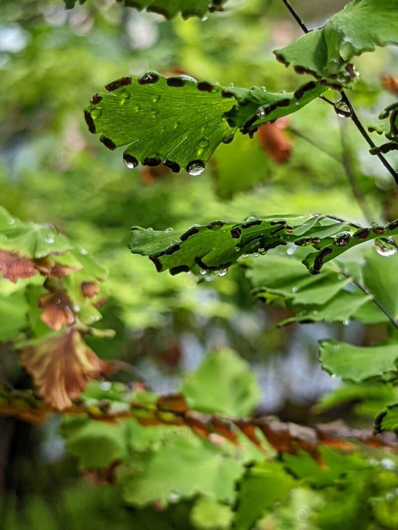 Adiantum tenerum fruit