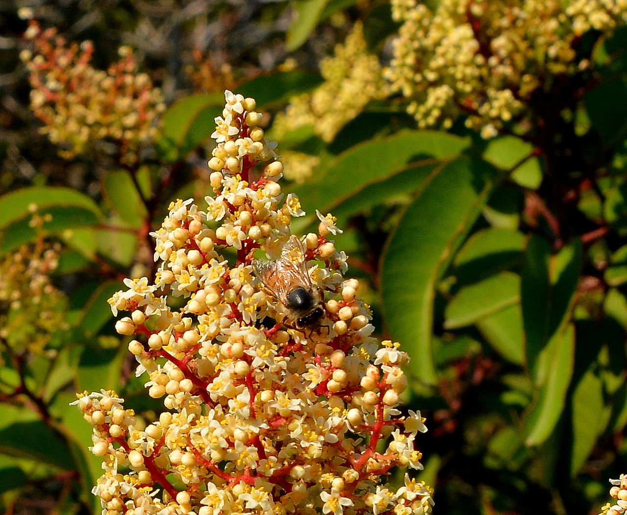 Malosma laurina flower