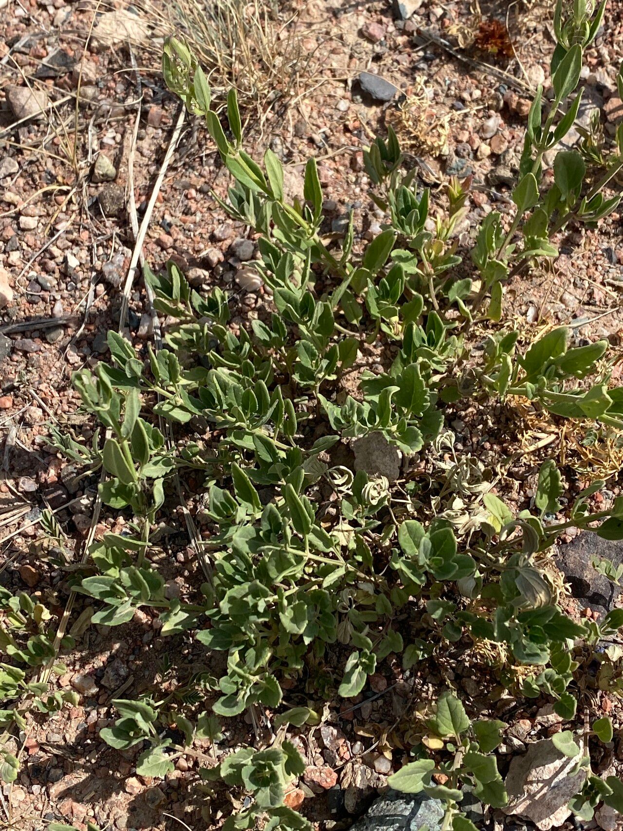 Penstemon hallii — search result for 'Penstemon'