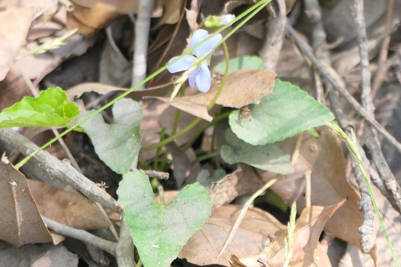 Viola cucullata flower