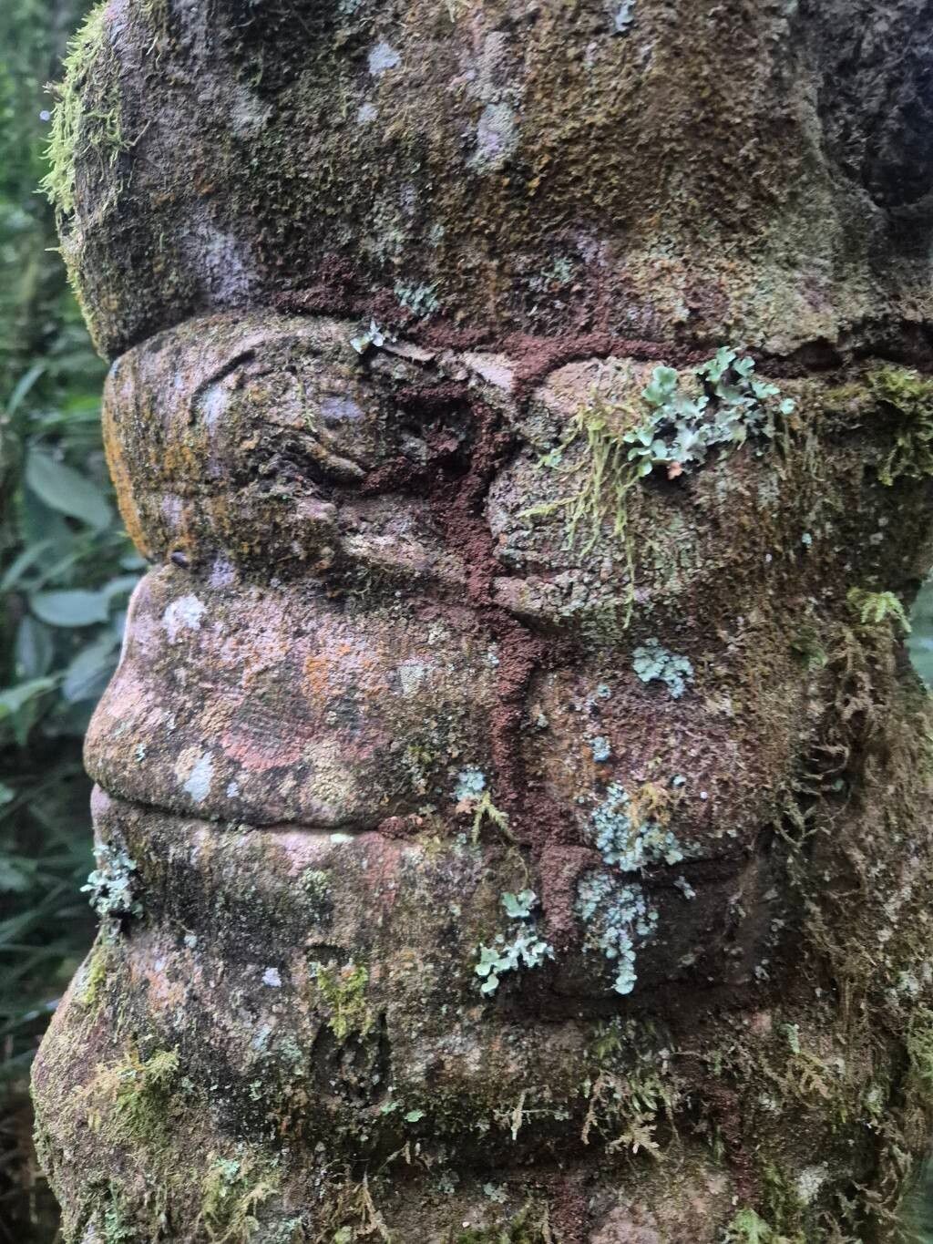 Garcinia volkensii bark