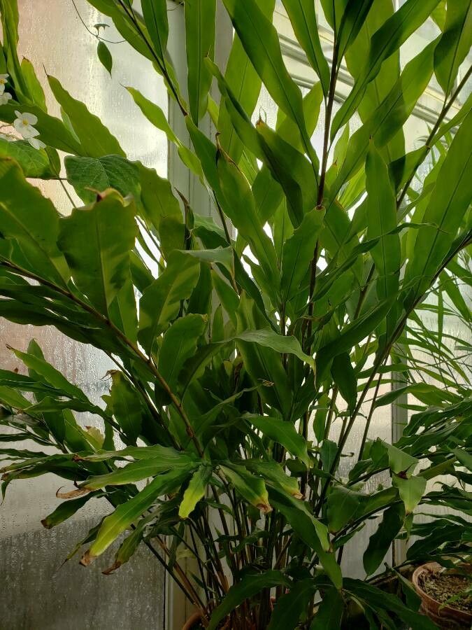 Alpinia macroura habit