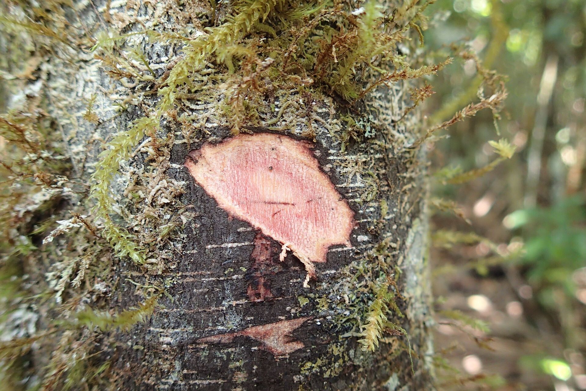 Diospyros trisulca bark