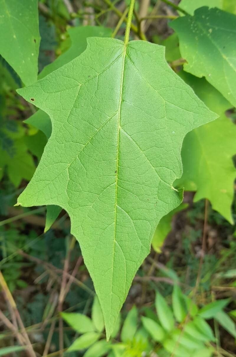 Solanum consimile — houseplant care guide