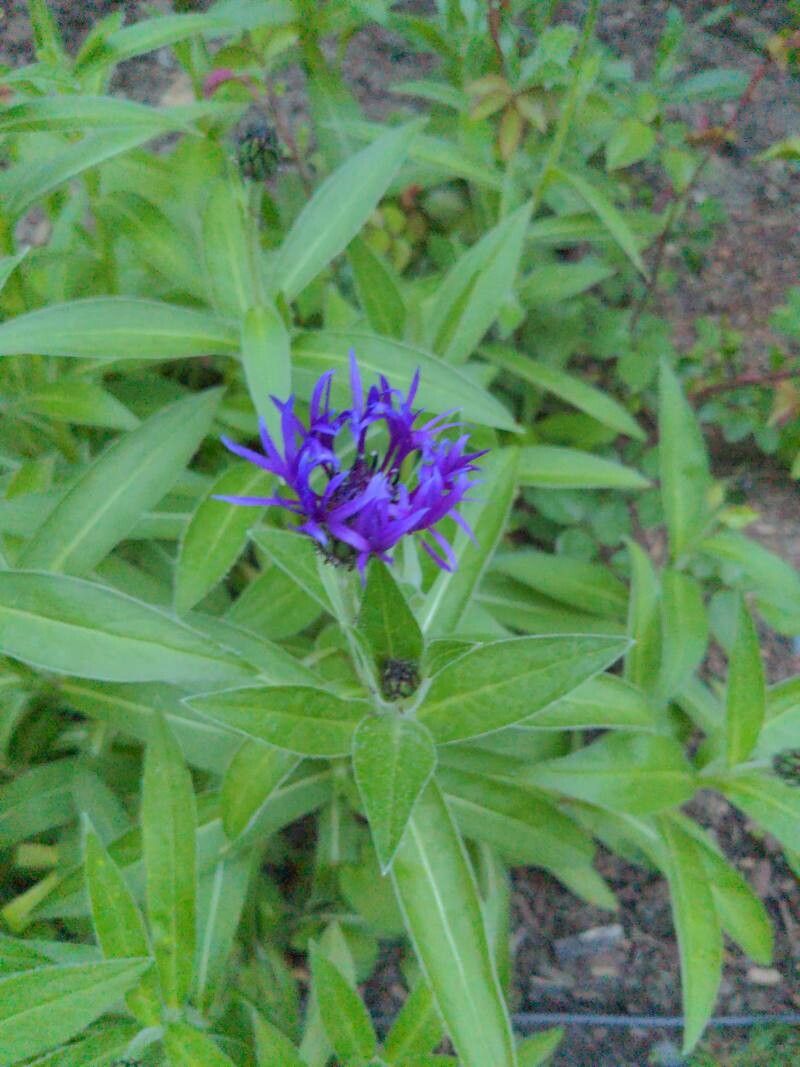 Centaurea montana
