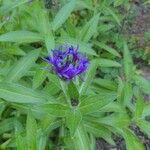 Centaurea montana
