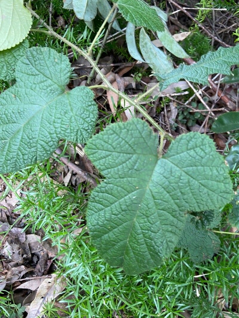 Rubus moluccanus — search result for 'Rubus'