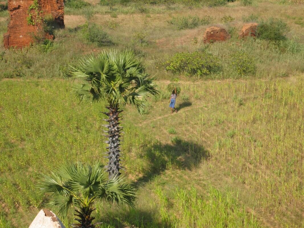 Borassus flabellifer — search result for 'Bangladesh'