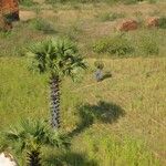 Borassus flabellifer