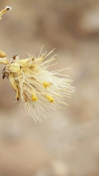 Senecio potosianus flower
