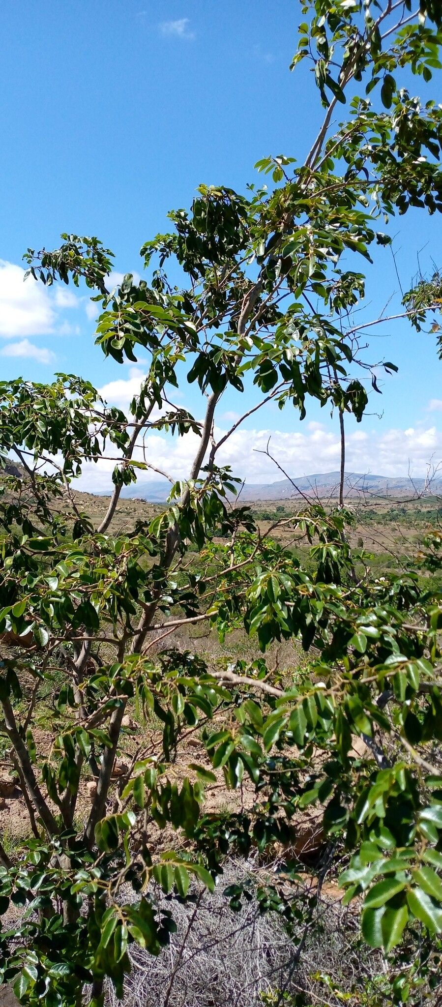 Dalbergia chermezonii habit