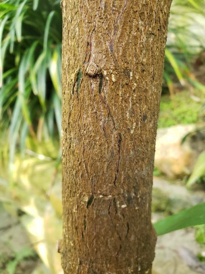 Amentotaxus yunnanensis bark