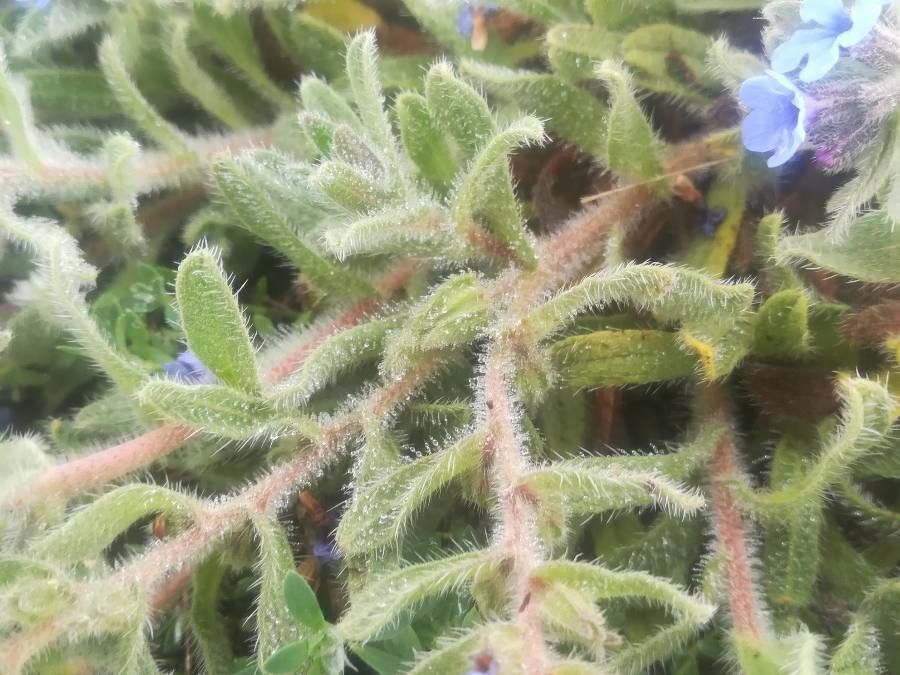 Alkanna matthioli bark