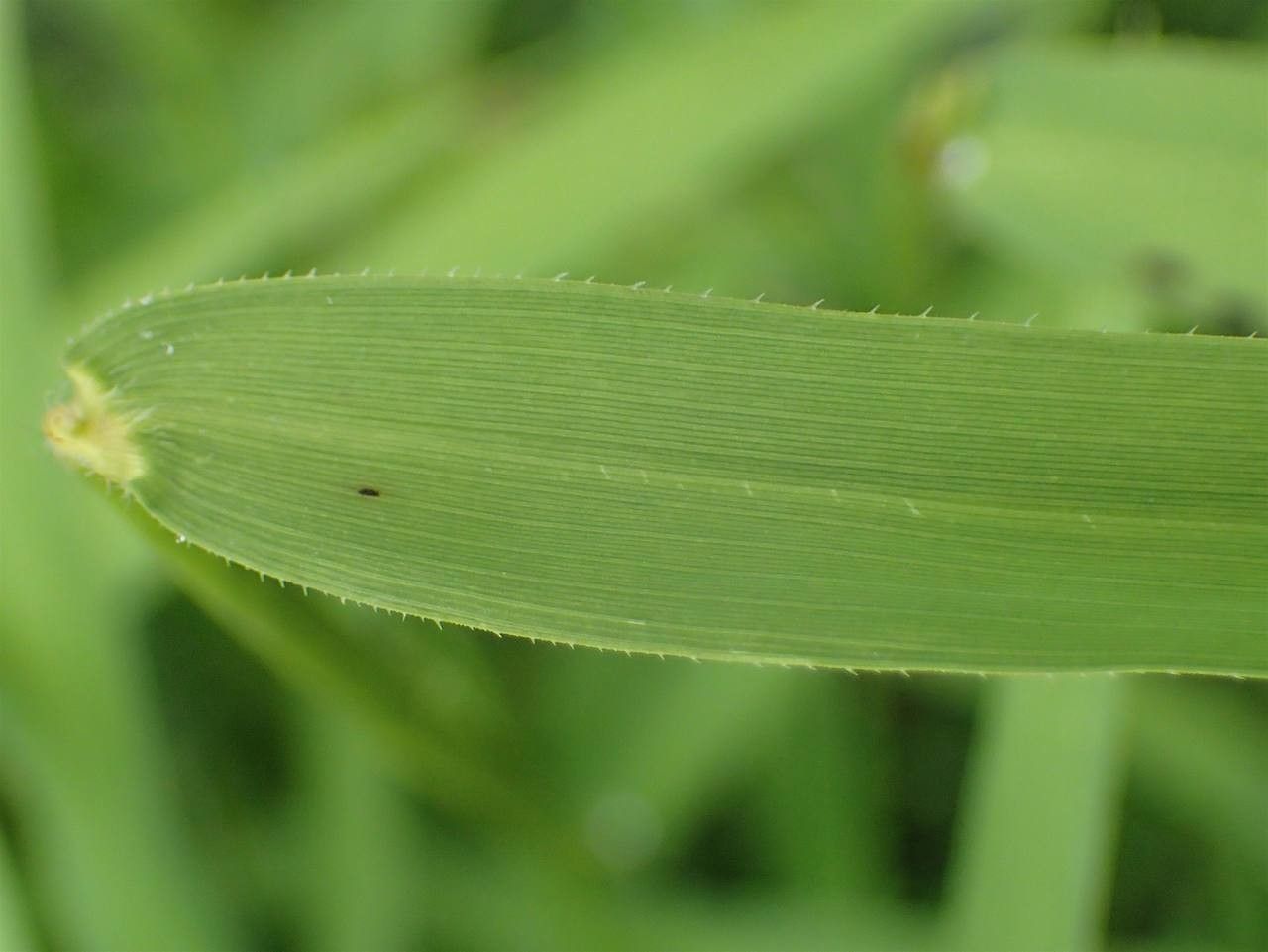 Leersia oryzoides leaf