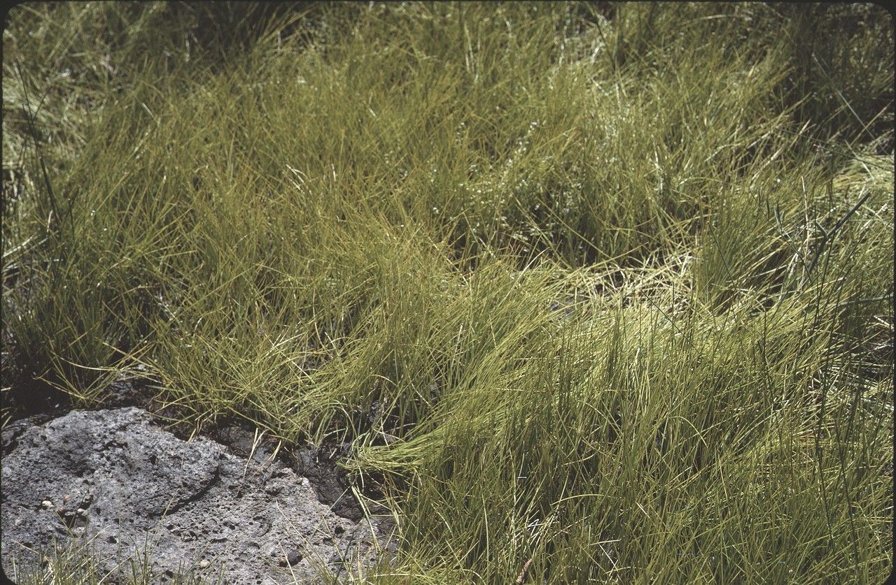 Isoetes setacea habit