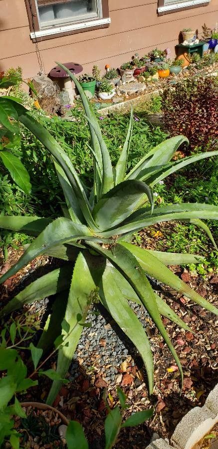 Aloe excelsa leaf