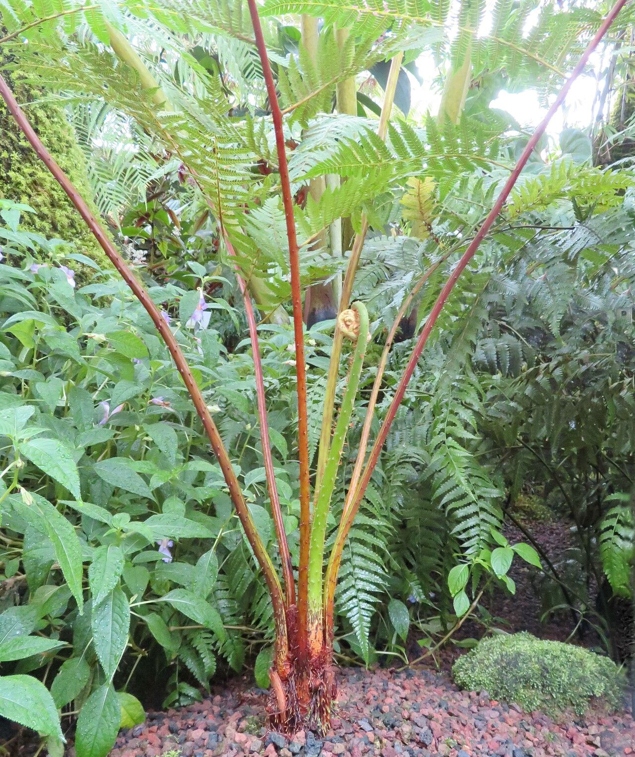 Cyathea microdonta habit