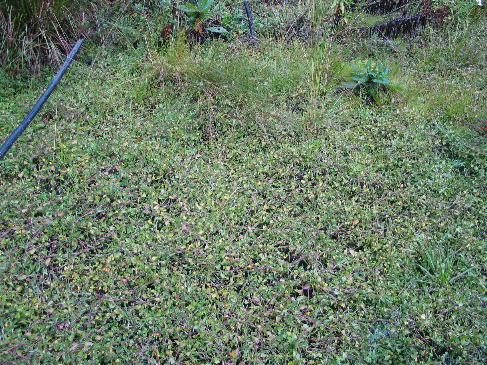 Ranunculus volkensii — houseplant care guide