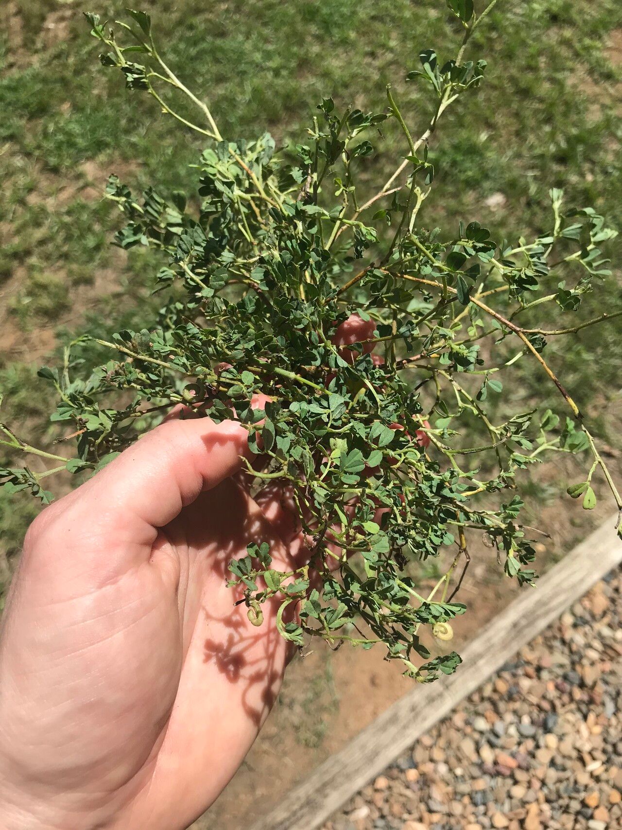 Indigofera circinella leaf