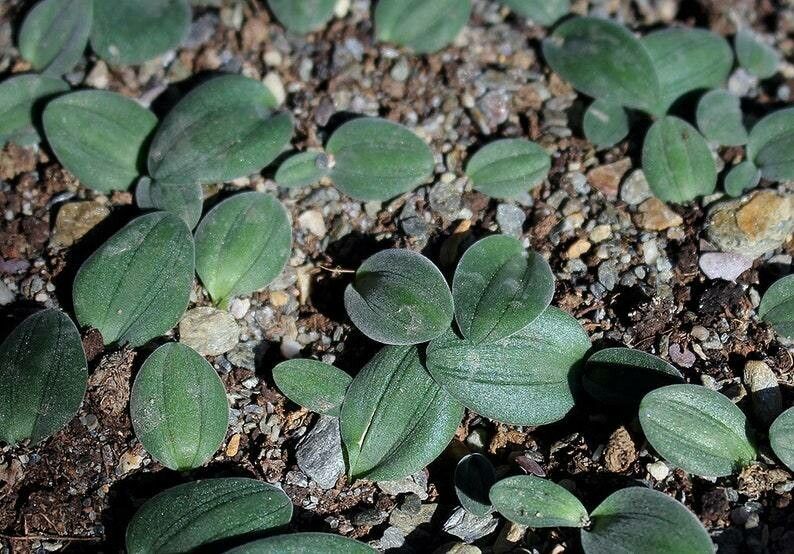 Drimia platyphylla leaf
