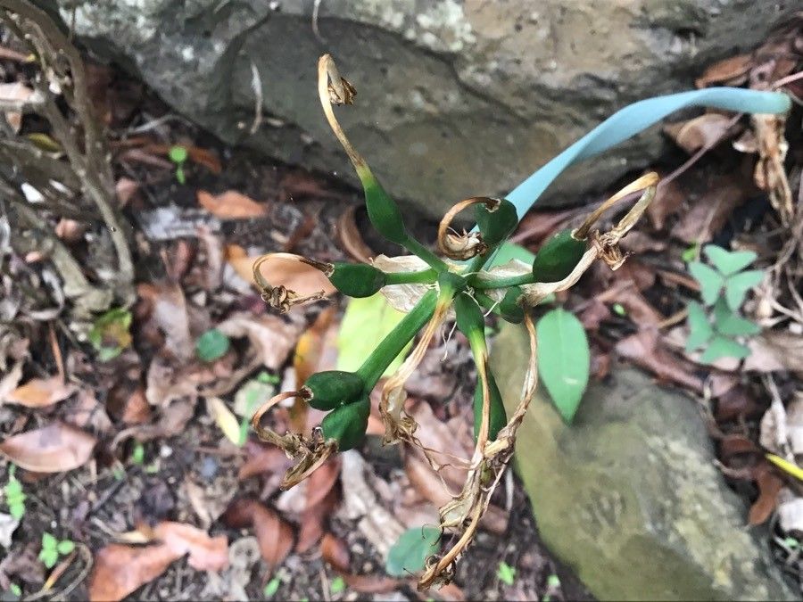 Pancratium canariense flower