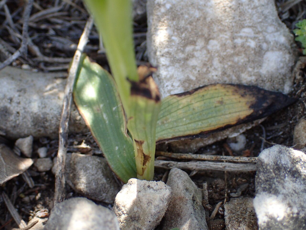 Ophrys lupercalis — search result for 'Ophrys'