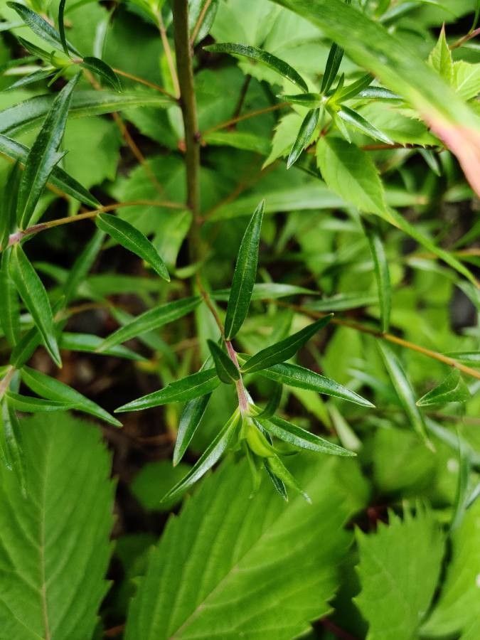 Collomia grandiflora — search result for 'Phlox'