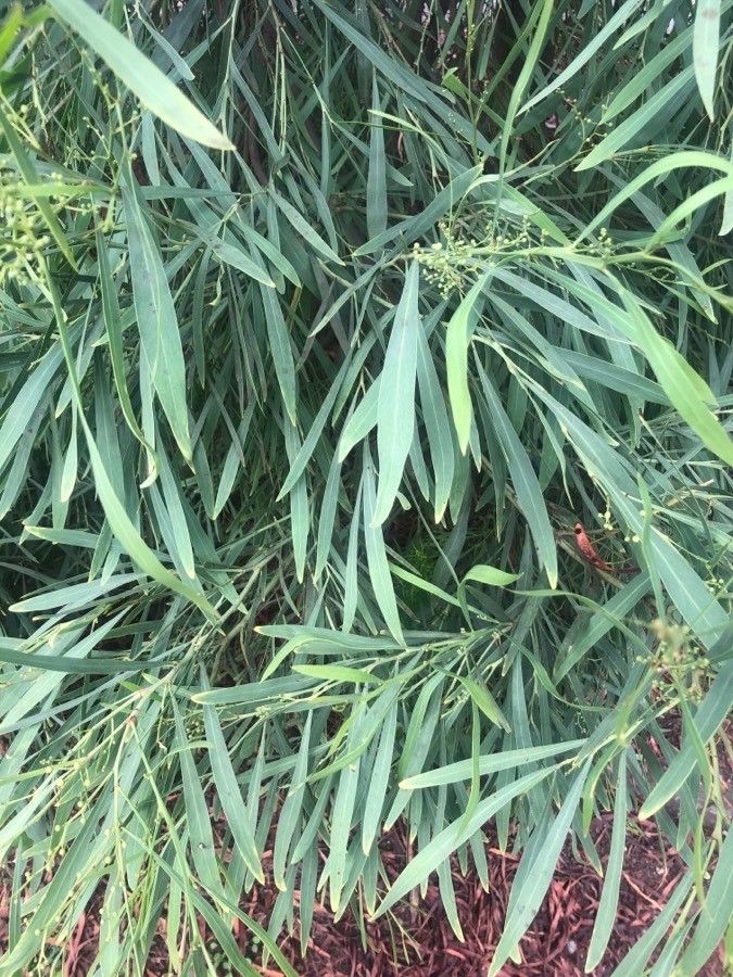 Acacia calamifolia — search result for 'Acacia'