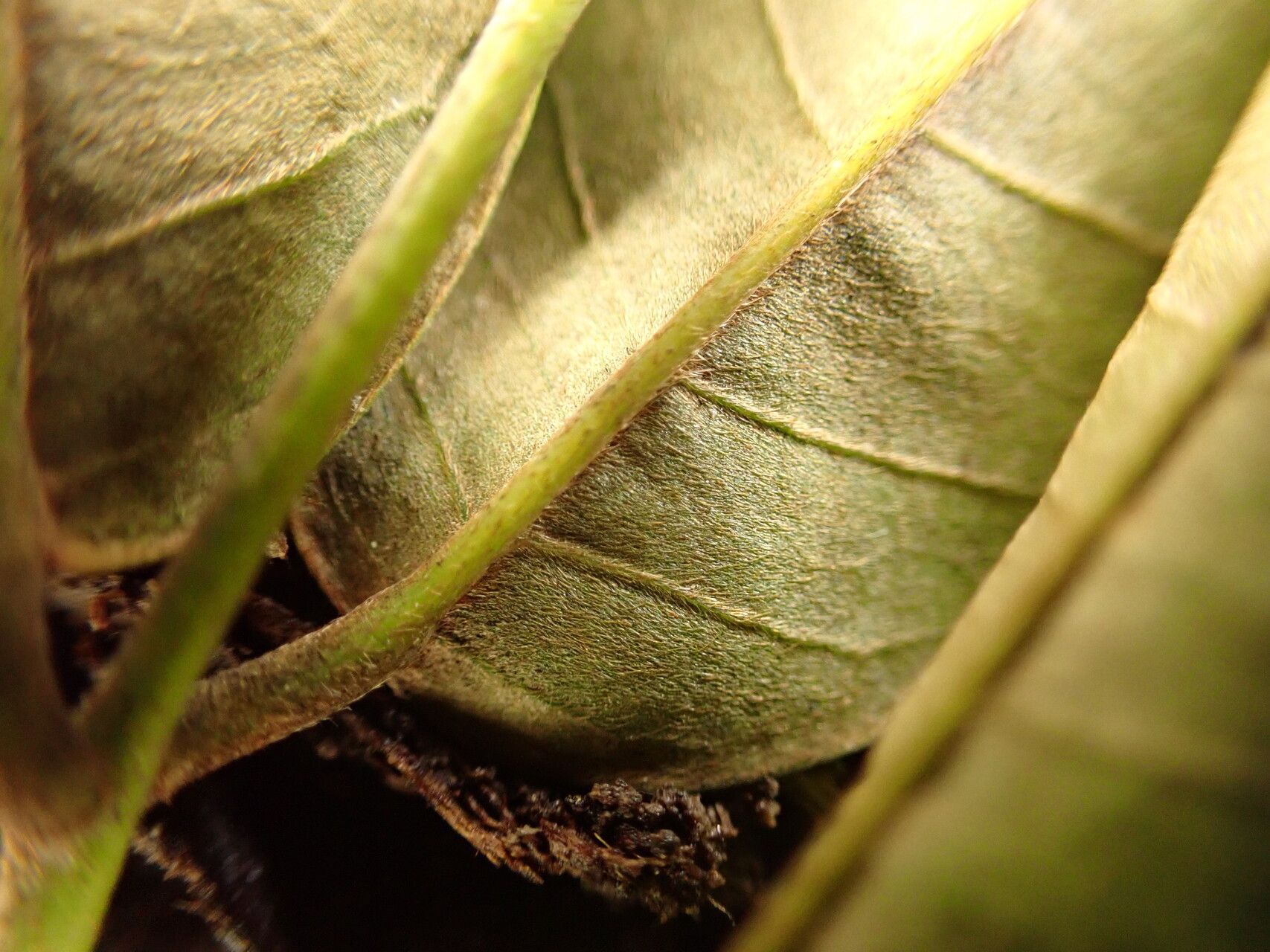 Millettia harmsiana bark