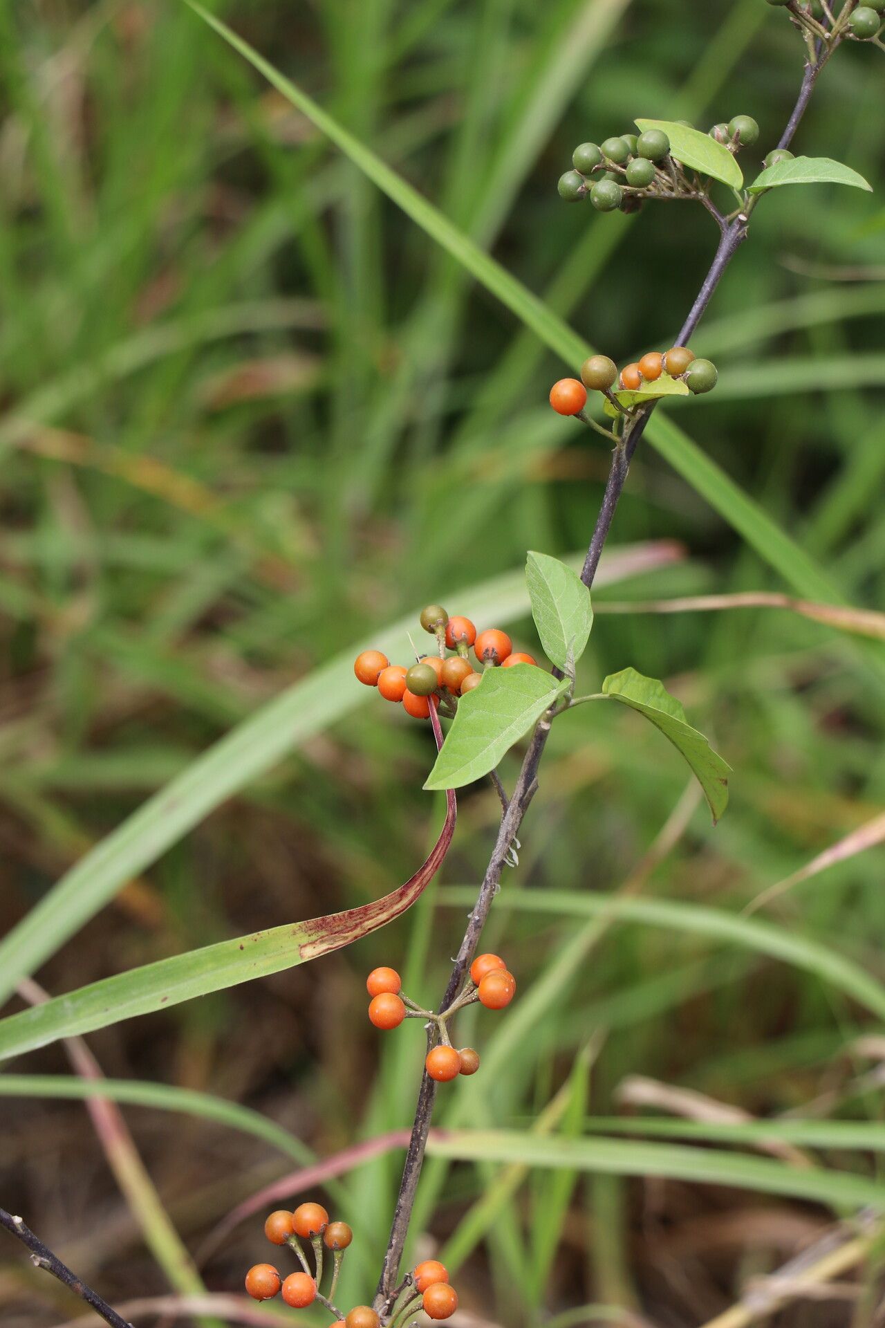 Solanum caricaefolium fruit