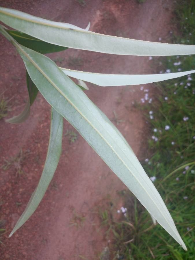 Ocotea guianensis leaf