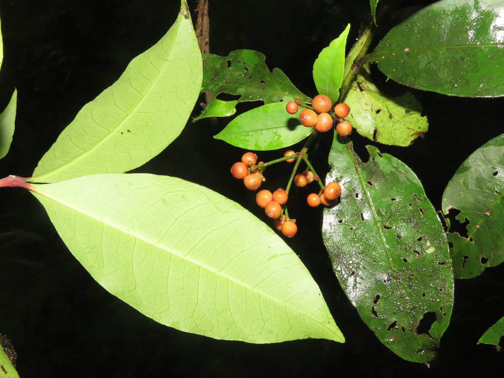 Ixora nicaraguensis — search result for 'Ixora'