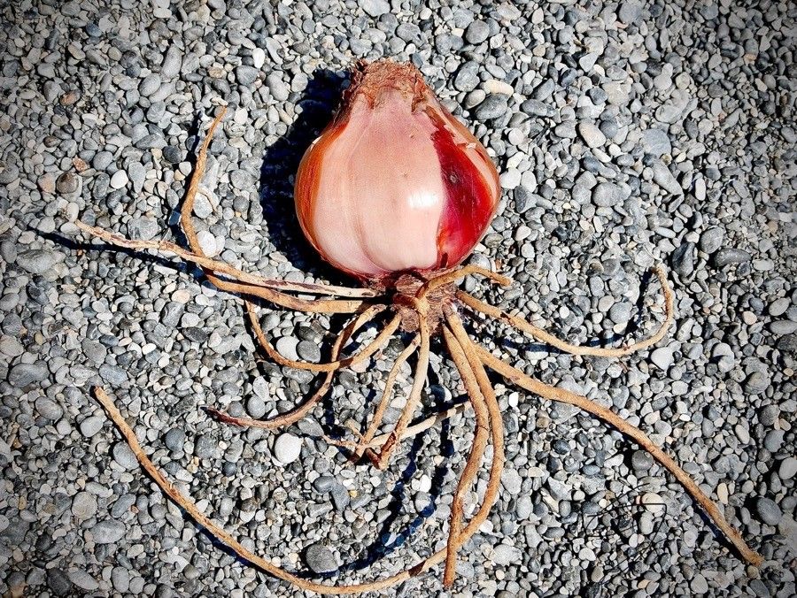 Drimia numidica bark