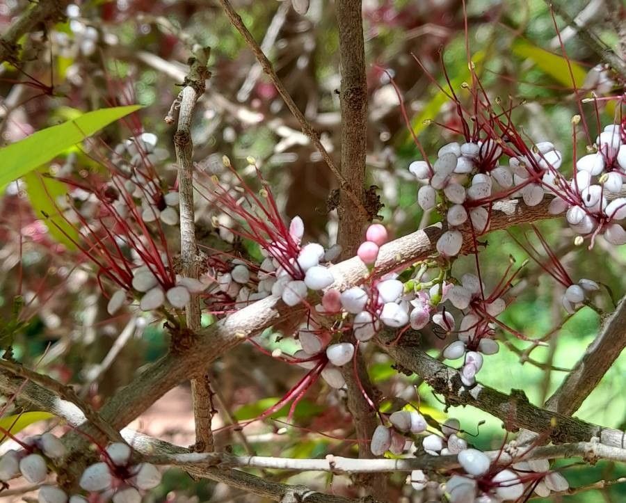 Myrrhinium atropurpureum flower